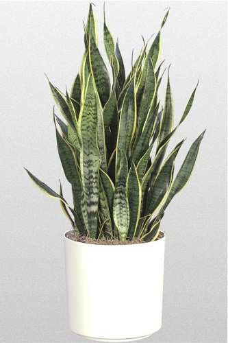 Snake-plant1