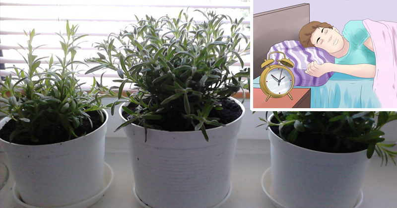 5 Houseplants That PREVENT Insomnia (and effectively purify the air in your home)