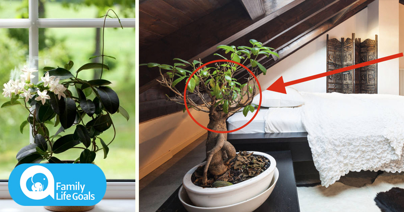 How to improve sleep, air quality and lung health with these 12 plants