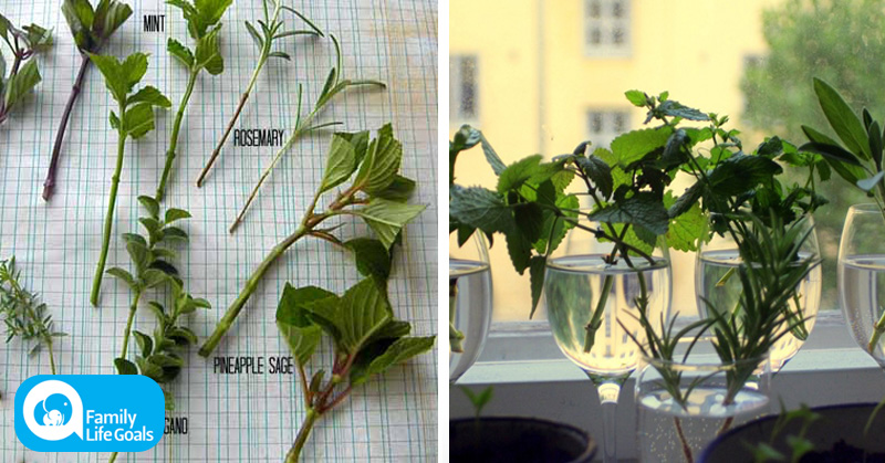 How to grow an endless supply of perfect flowers and herbs from cuttings