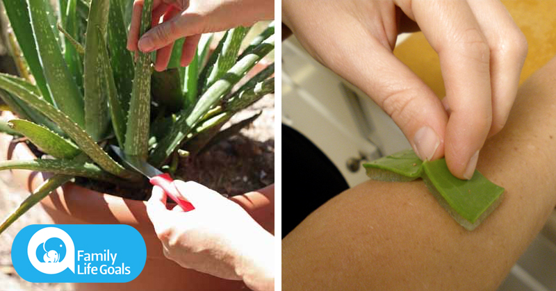 You’ll never buy aloe vera again after you learn how easy it is to grow an endless supply at home