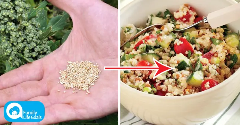 how to grow quinoa at home