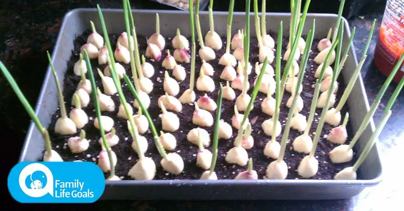 How to grow an endless supply of garlic at home