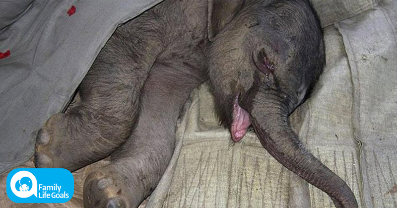 Do animals have feelings? This baby elephant cried for 5 hours after his mother rejected him