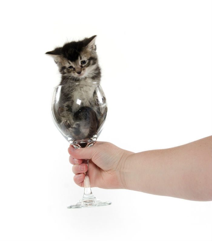 grey cat in wine glass