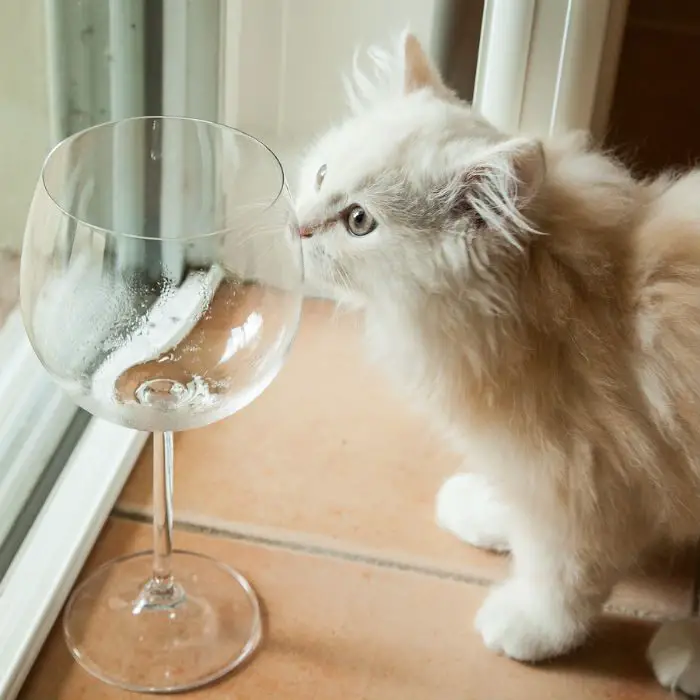white cat wine glass