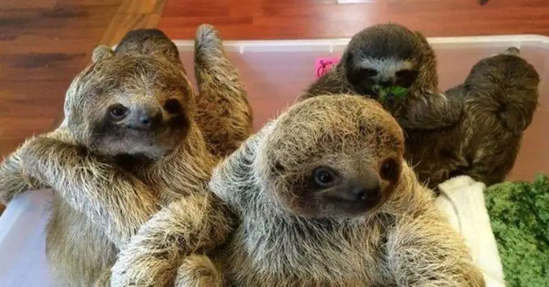 Baby Sloths Having A Conversation Is The Cutest Thing On The Internet Right Now