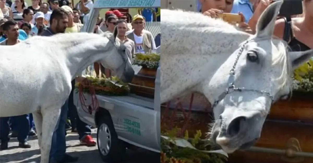 Heartbreaking Moment Grieving Horse Smells Late Owner’s Casket And Breaks Down