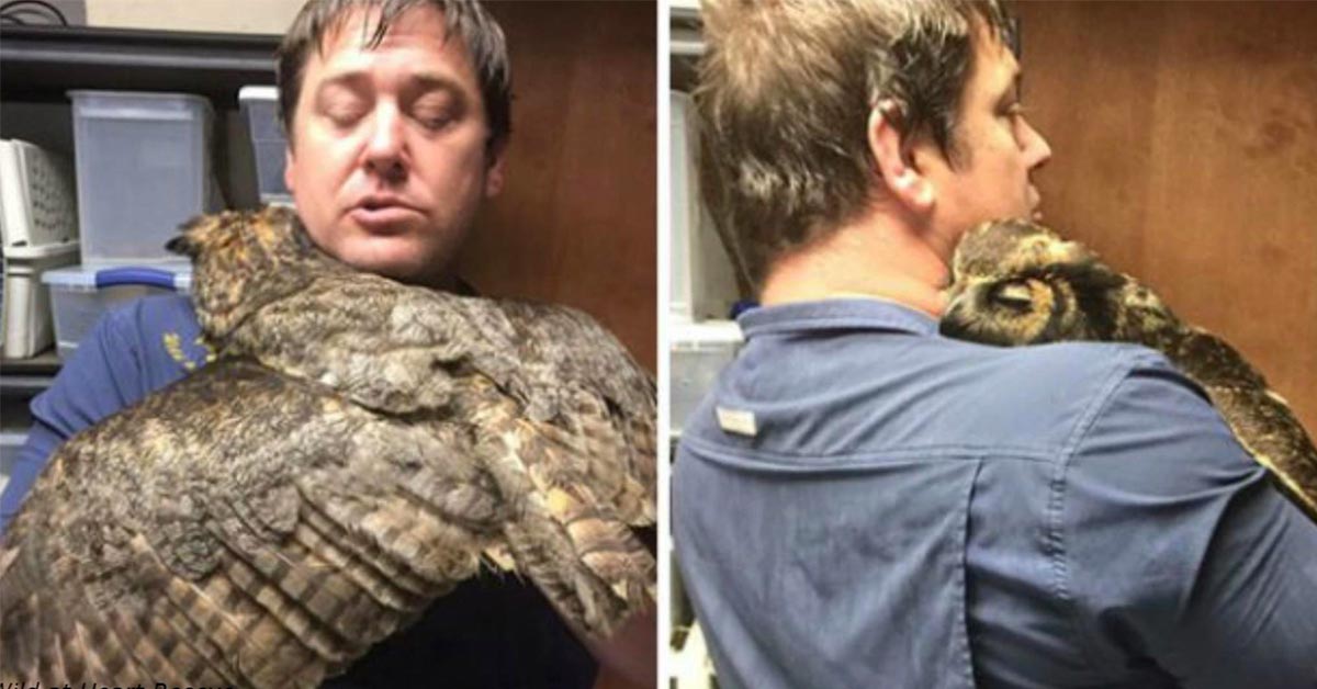 Owl Can’t Stop Hugging The Man Who Saved Her After Car Accident
