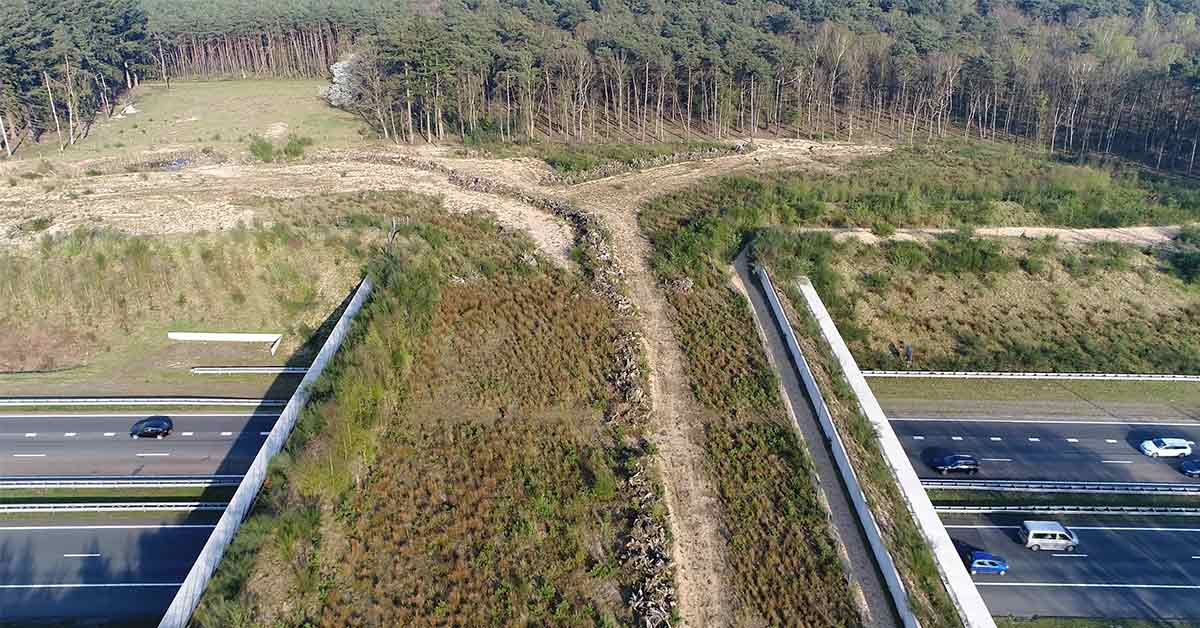 Animal Crossings Are Saving Wildlife And People From Danger
