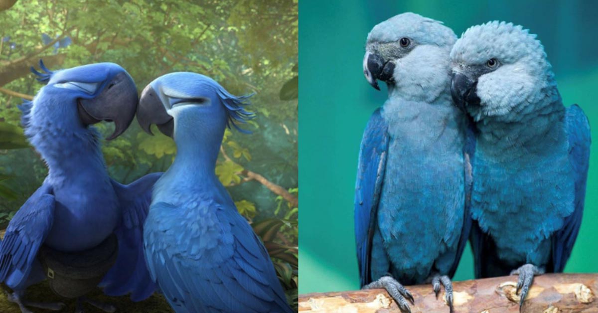 The Blue Macaw Parrot Featured in the Movie ‘Rio’ is Now Extinct