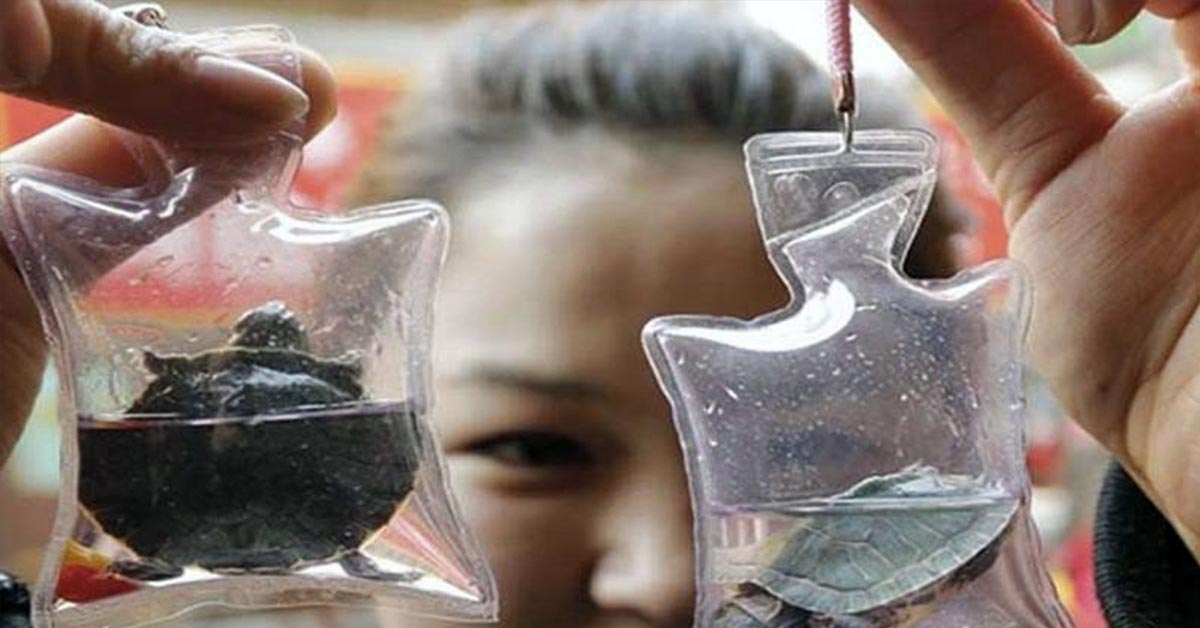 Animals Trapped Alive In Trinkets Sold For $1.50 in China