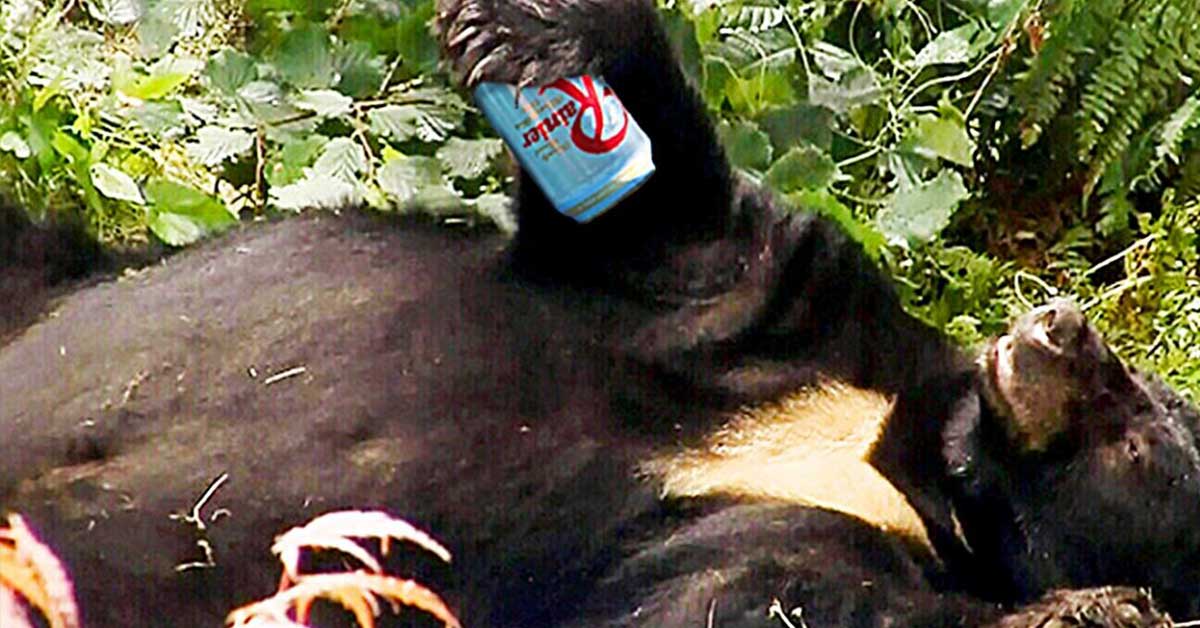Beer stealing bear gets drunk and passes out in the woods