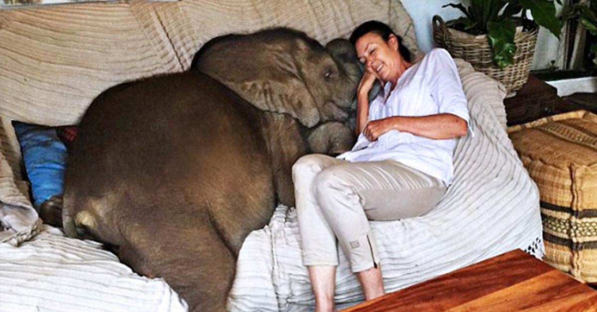 Baby Elephant Insists on Following Her Rescuer After Being Saved from Death