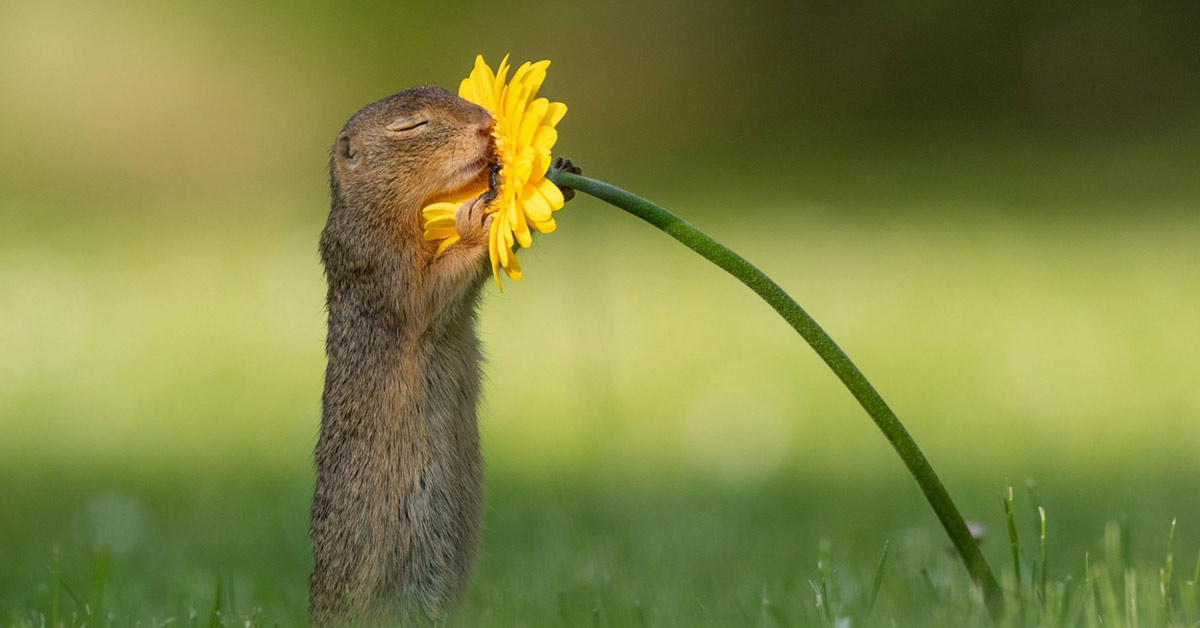 Photographer Captures Moment Wild Squirrel Stops to Smell a Sunflower