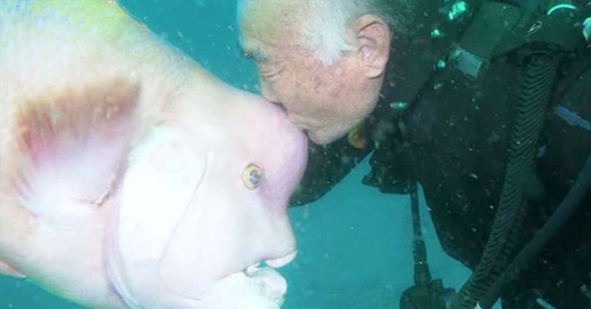 For over 25 years, this Japanese diver has been the best of friends with this huge fish.