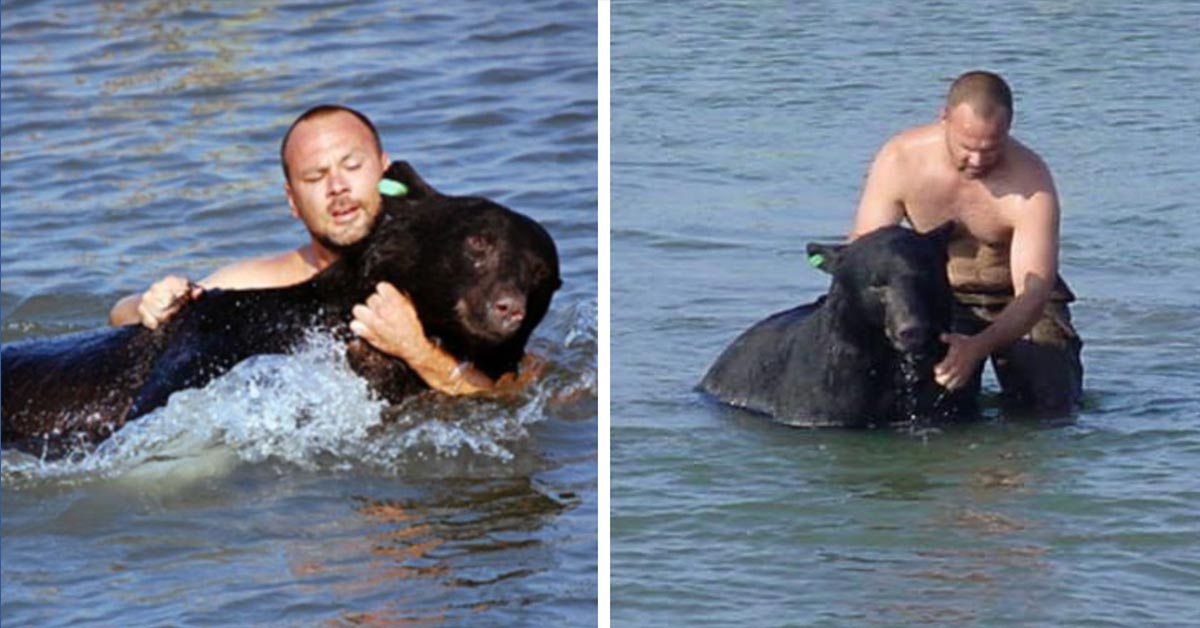 This Brave Man Saving Drowning 400-Pound Black Bear is Still One of Greatest Rescue Stories Ever