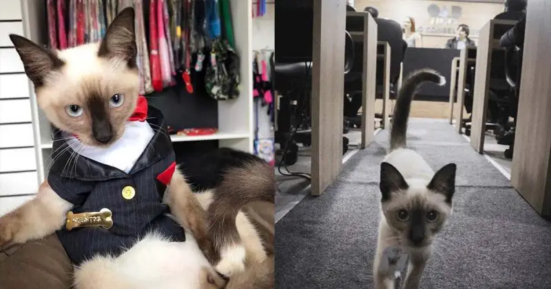 Stray cat gets hired as a lawyer by law firm after people filed complaints against him