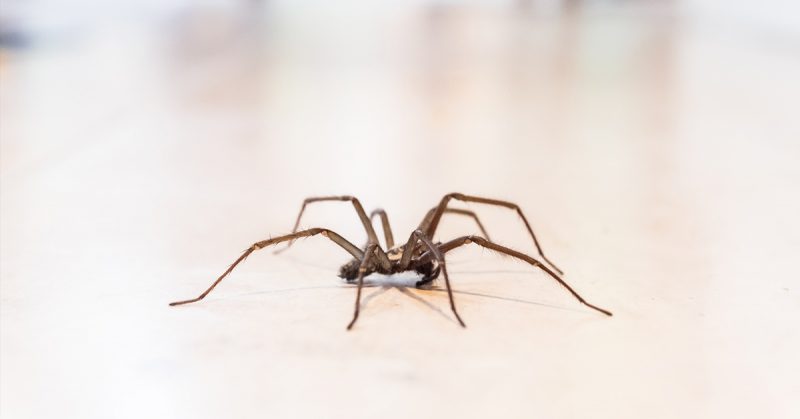 Give Your House Spider A Name and Learn to Love Them