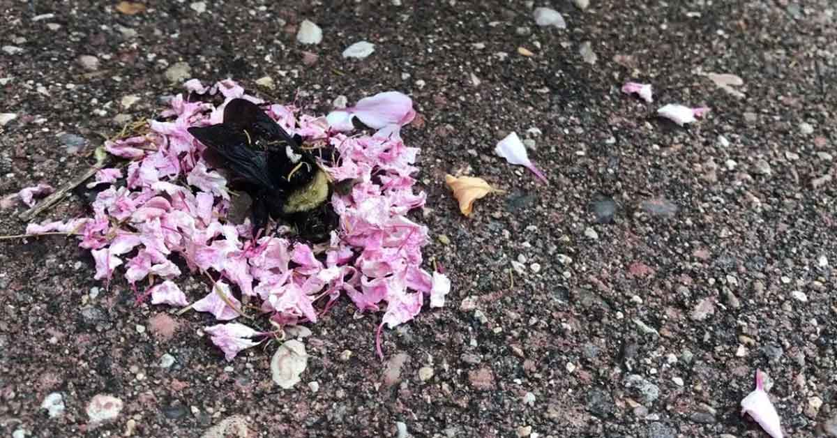 Surprising Video Shows Ants Holding A Funeral For Dead Bumblebee