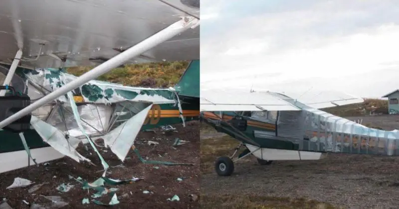 Bear Attacks Plane and Shreds It to Pieces to Get His Hands on Fresh Bait, Pilot Fixes the Damage with Duct Tape and Flies Home