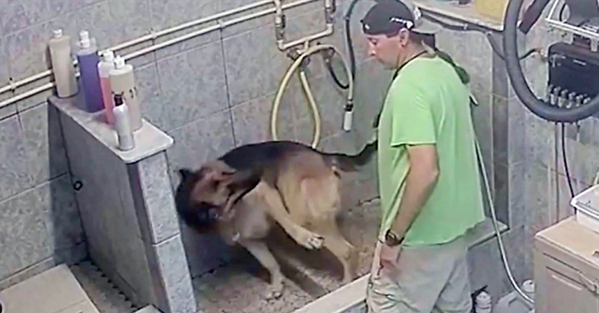 Florida Dog Groomer Arrested After Breaking Service Dog’s Tail Because It ‘Wouldn’t Sit Still’