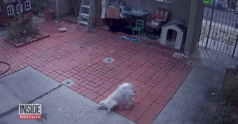CCTV Footage Shows Mail Carrier Regularly Pepper-Spraying Dog
