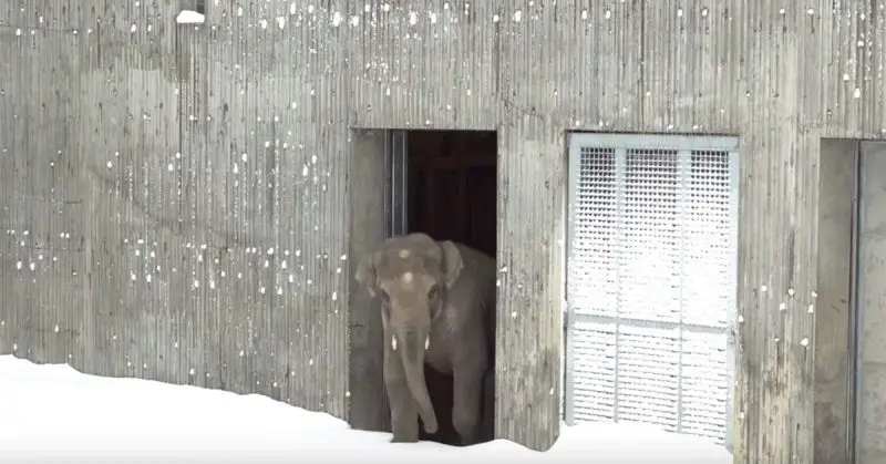 Oregon zoo closes after a snowstorm but the animals still come out to play