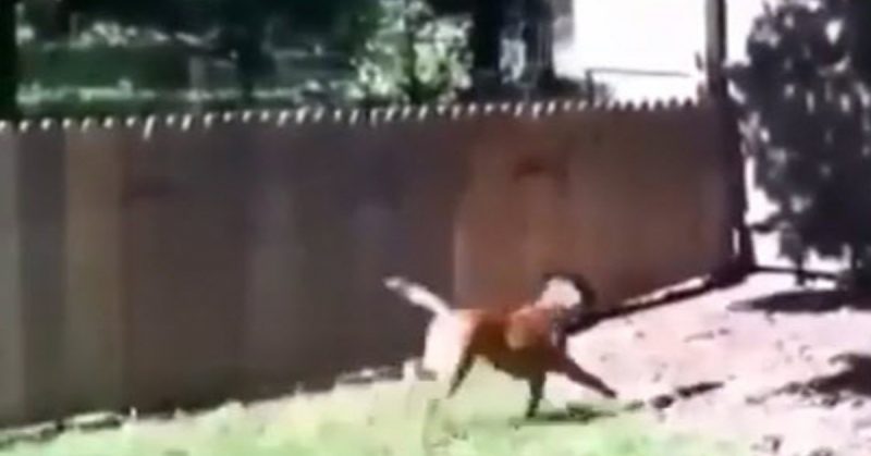Man finishes his dog fence and takes his dog out for a test run that doesn’t go so well