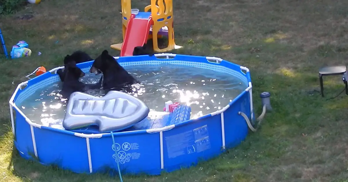 Black Bears Surprise New Jersey Family By Holding A Wild Pool Party In Their Backyard