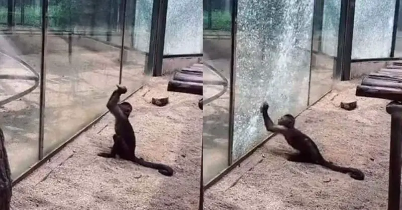 Zoo Monkey Sharpens A Rock, Uses It To Shatter Glass Enclosure in Impressive Prison Break Attempt