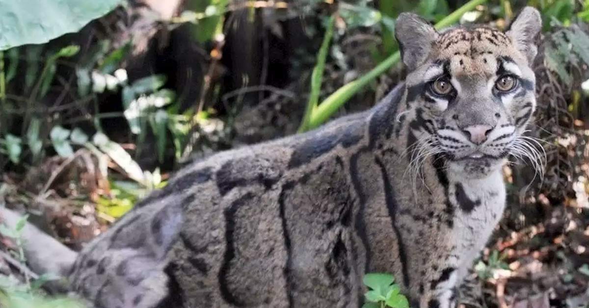 ‘Extinct’ Formosan Clouded Leopard Seen In Taiwan For The First Time Since Disappearing Over 30 Years Ago