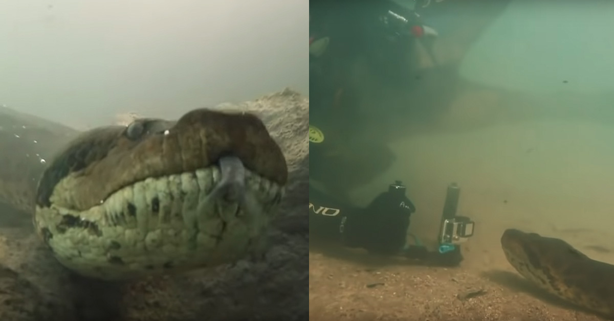 Scuba diver comes face to face with a seven-meter long anaconda underwater