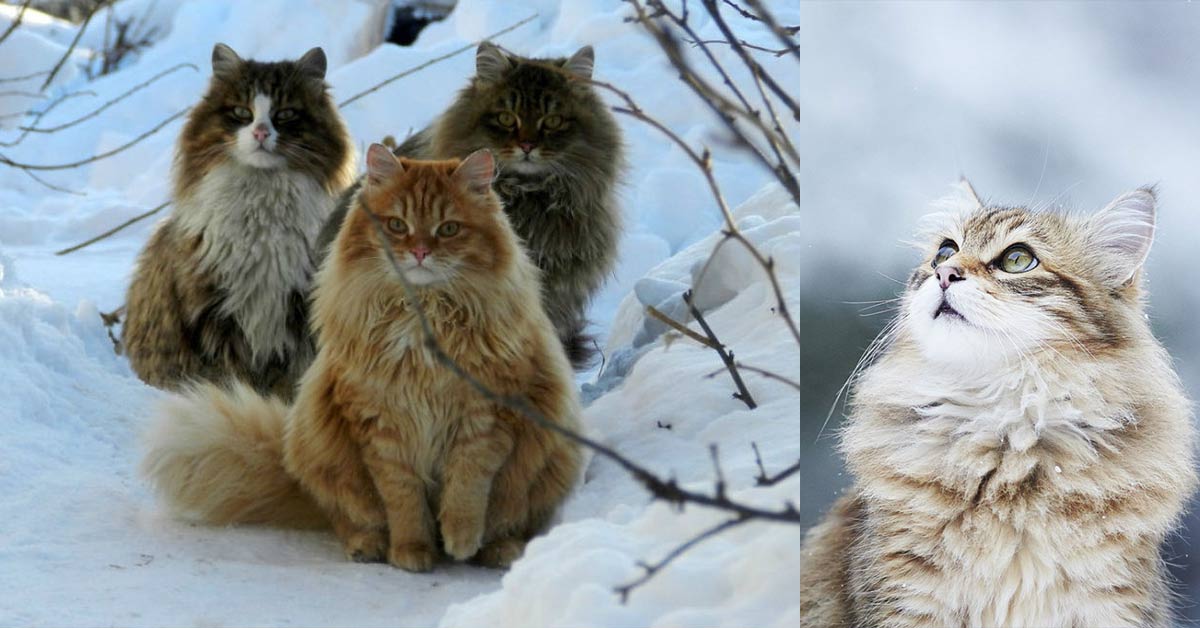 The National Cat of Norway: Norwegian Forest Cats Are Said To Have Been “Pets of the Vikings”