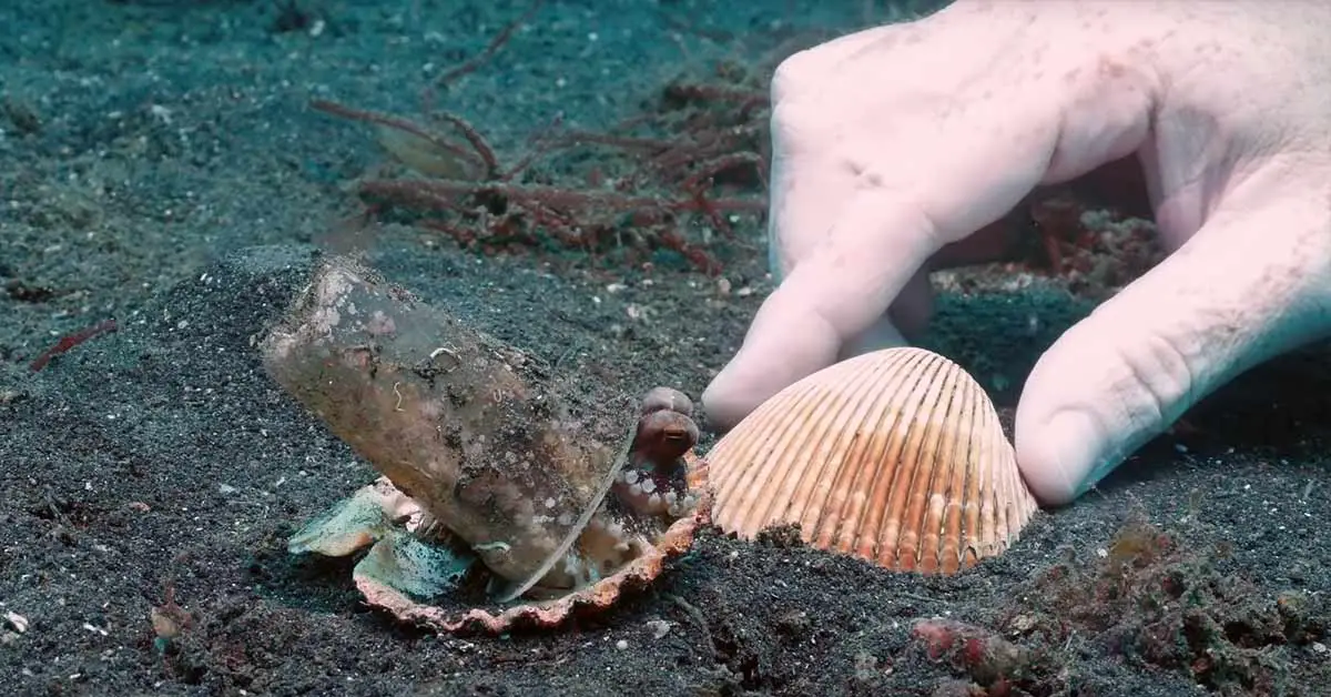 Diver Persuades Baby Octopus To Use A Shell For Protection Instead Of A Plastic Cup