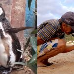 Penguin Returns Every Year to Reunite With the Man Who Saved His Life