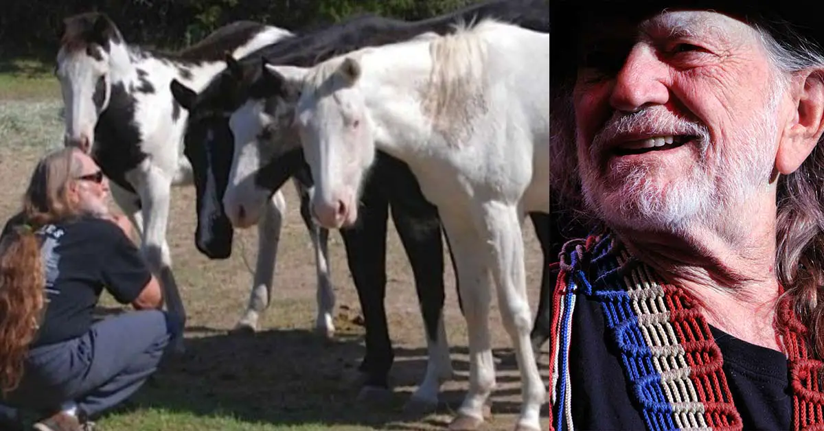 70 Horses Rescued From Slaughterhouses By Willie Nelson, And They Are All Allowed To Roam Freely On His Ranch