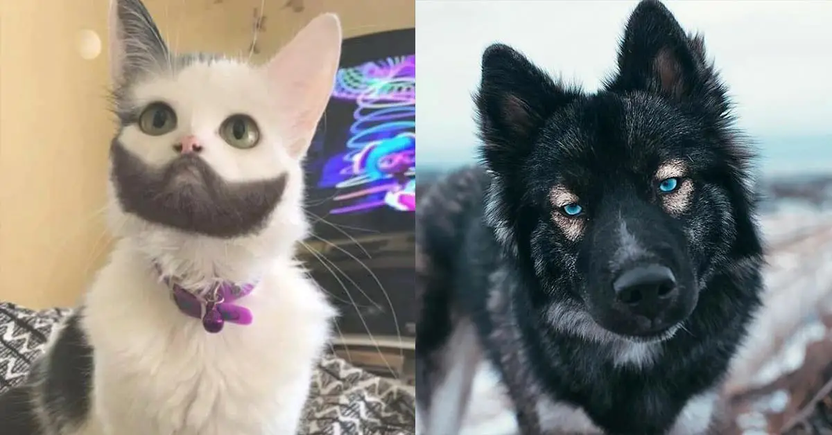 21 Animals Who Got The Right Kind Of Mutations