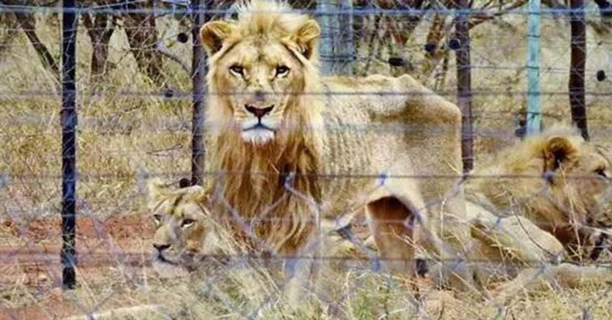 250 Starving Lions Discovered in a Trophy Hunting Farm in South Africa