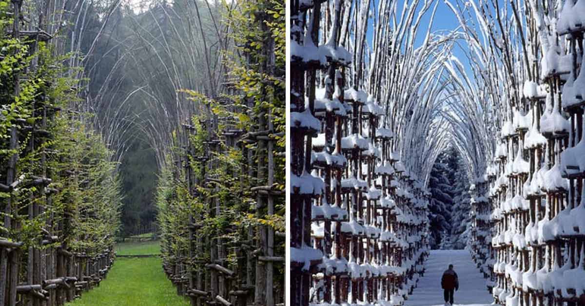 A Stunning Cathedral in Italy Is Made Of Living, Breathing Trees