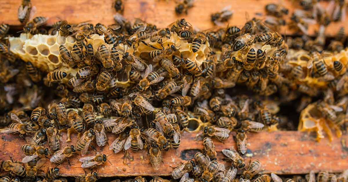 France has become the first country to ban the use of all 5 neonicotinoids pesticides killing bees