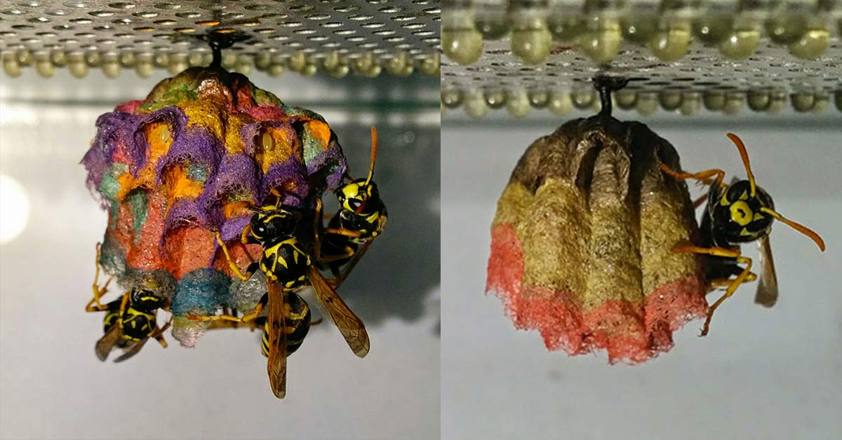 Give a wasp colored paper, it will build you a rainbow nest