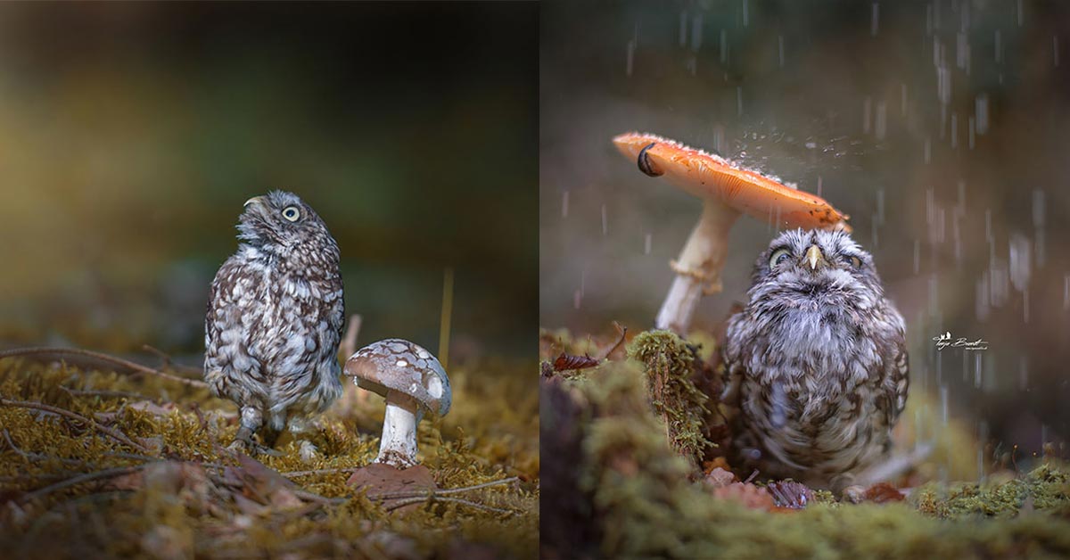 This Picture of a Tiny Owl Taking Cover from the Rain under a Mushroom Is All the Cuteness You Need This Week