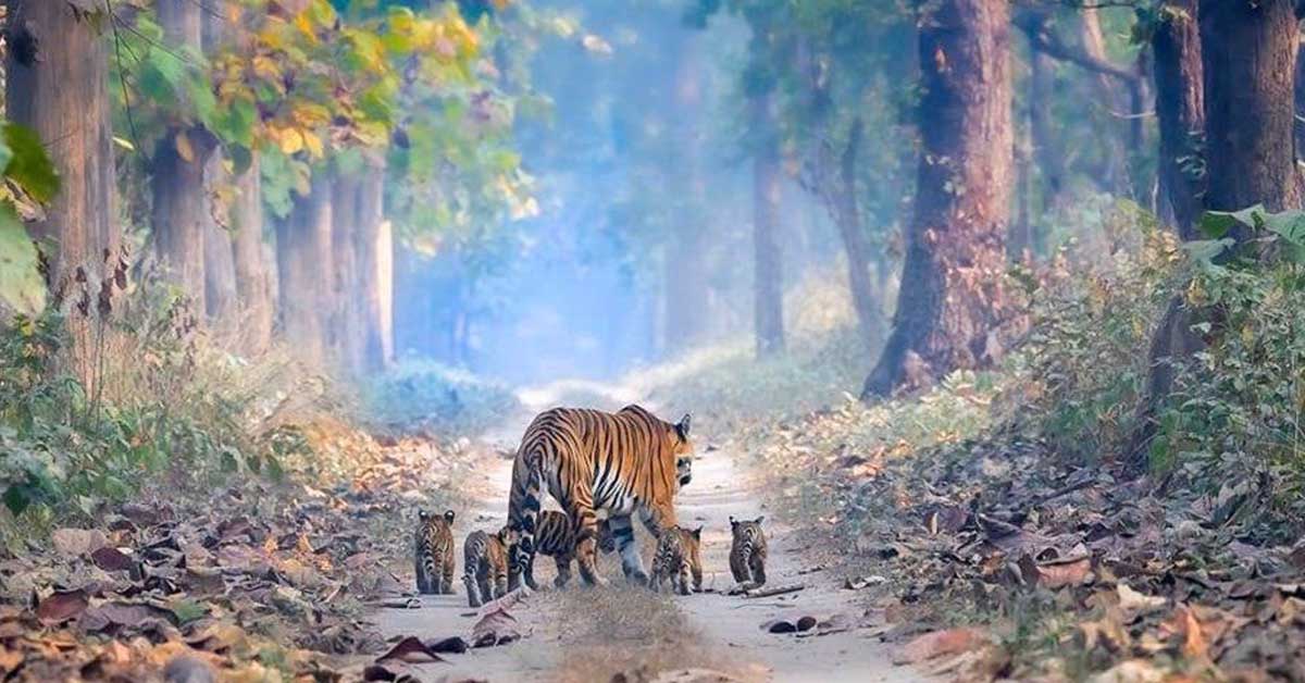 Heartwarming Photos Of A Tiger And Her Five Cubs Show That Big Cats Are Gradually Returning From The Brink Of Extinction