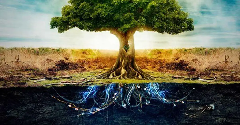 They are alive! New study finds that trees have feelings and can