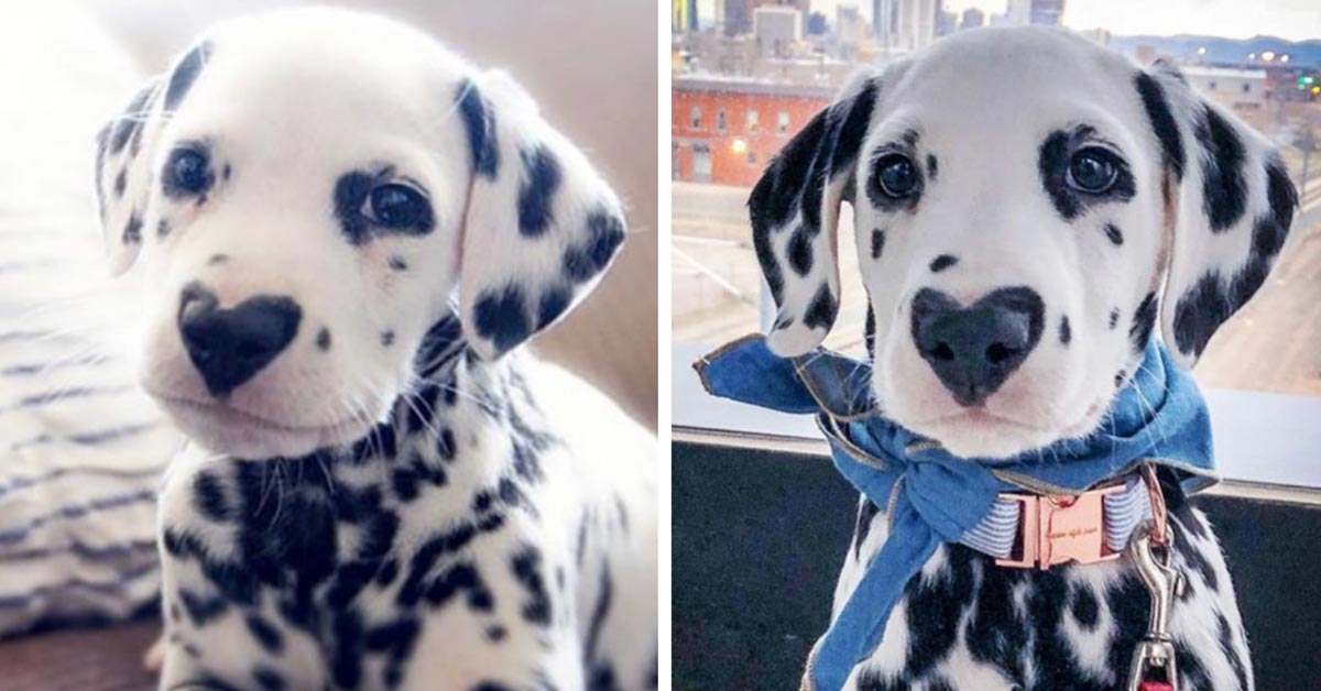 Meet Wiley, The Most Adorable Dalmatian Dog With A Heart On His Nose