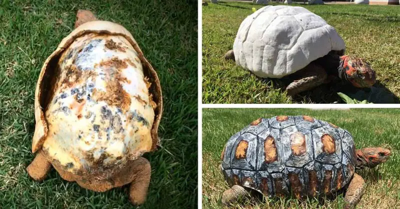 Tortoise whose shell got burnt in a fire gets world’s first new hand-painted 3D-Shell