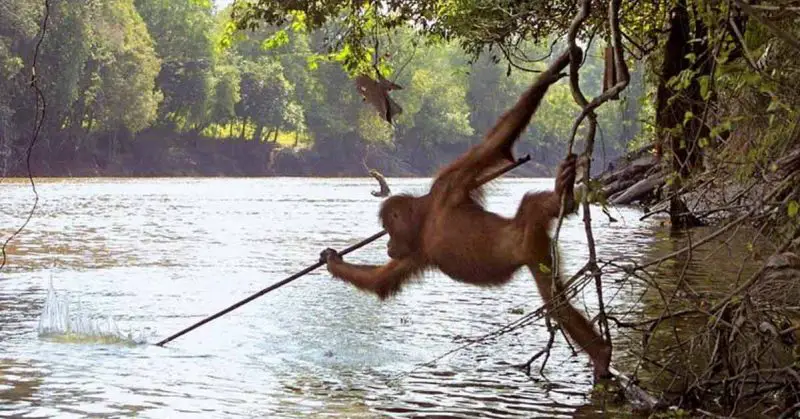 Incredible Picture Shows An Orangutan From Borneo Island Spearfishing In A Manner Eerily Similar To Humans’