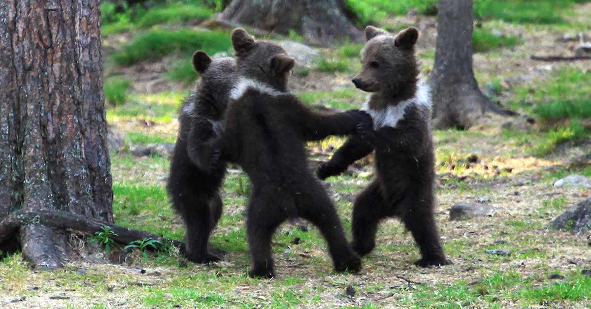 Teacher Stumbles Upon Baby Bears ‘Dancing’ In Finland Forest, Thinks He’s Imagining It