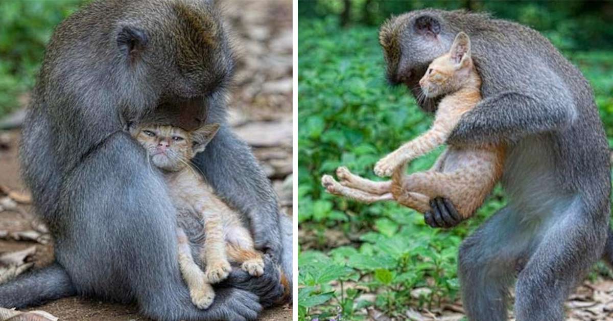 Monkey Takes In And Cares For Kitten As If It’s Her Very Own